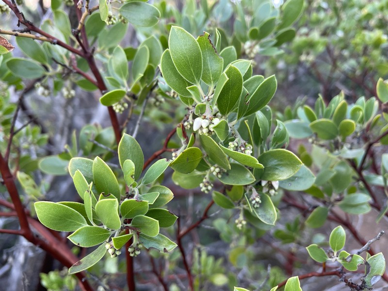 Arctostaphylos manzanita subsp. laevigata photo 2