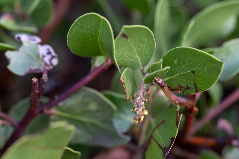 Arctostaphylos manzanita subsp. laevigata photo 3
