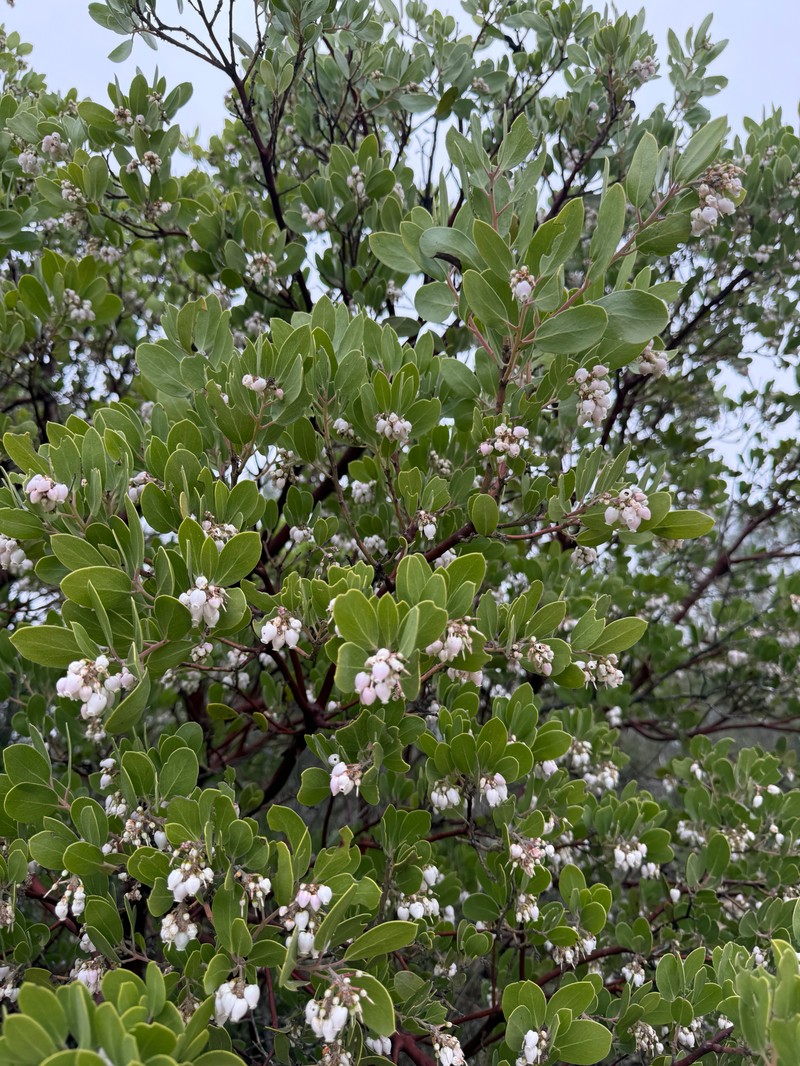 Arctostaphylos manzanita subsp. laevigata photo 4
