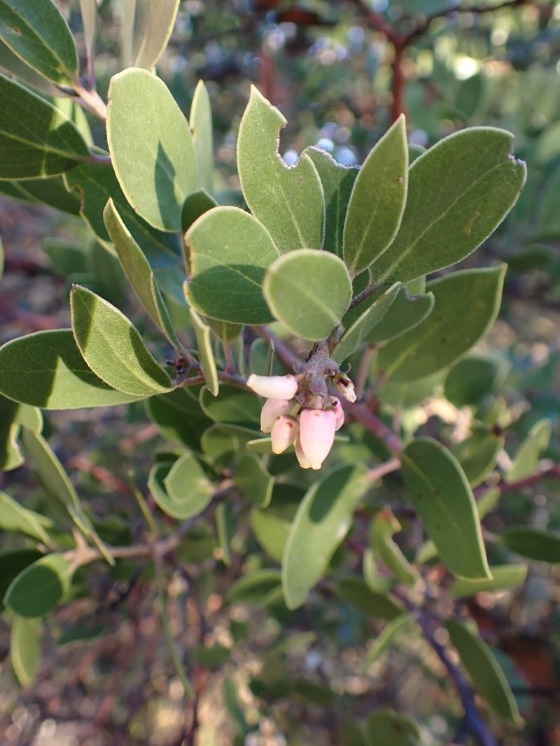 Arctostaphylos manzanita subsp. laevigata photo 5