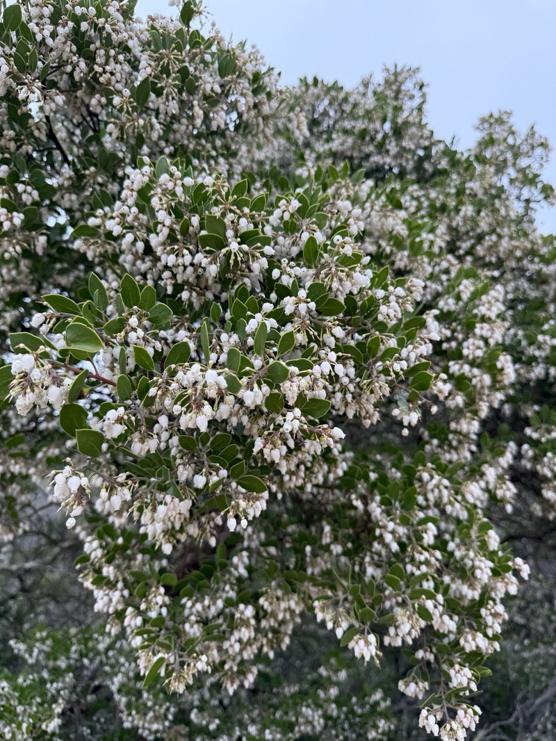 Arctostaphylos manzanita subsp. laevigata photo 6