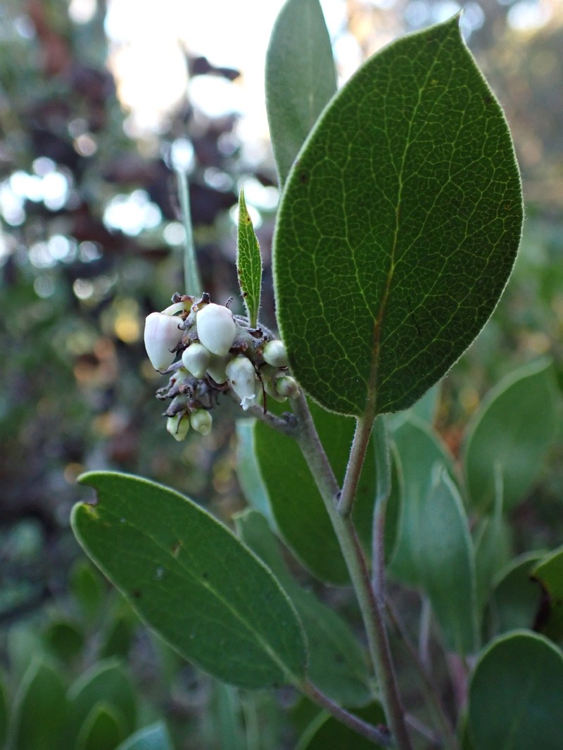 Arctostaphylos manzanita subsp. laevigata photo 7