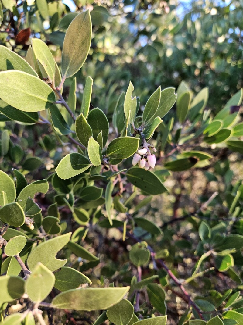 Arctostaphylos manzanita subsp. laevigata photo 8