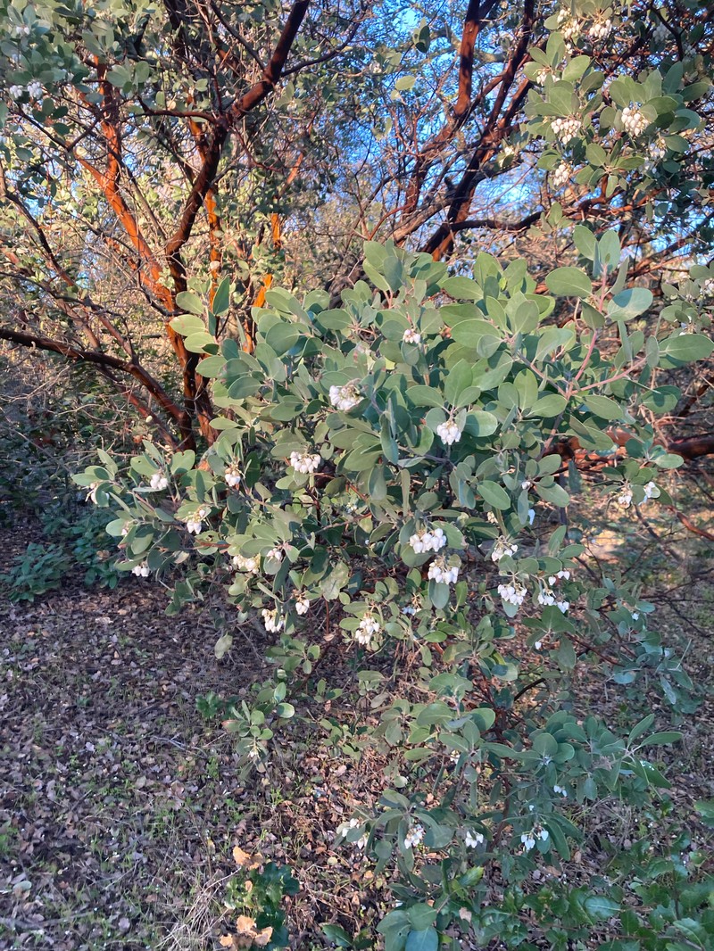 Arctostaphylos manzanita subsp. manzanita