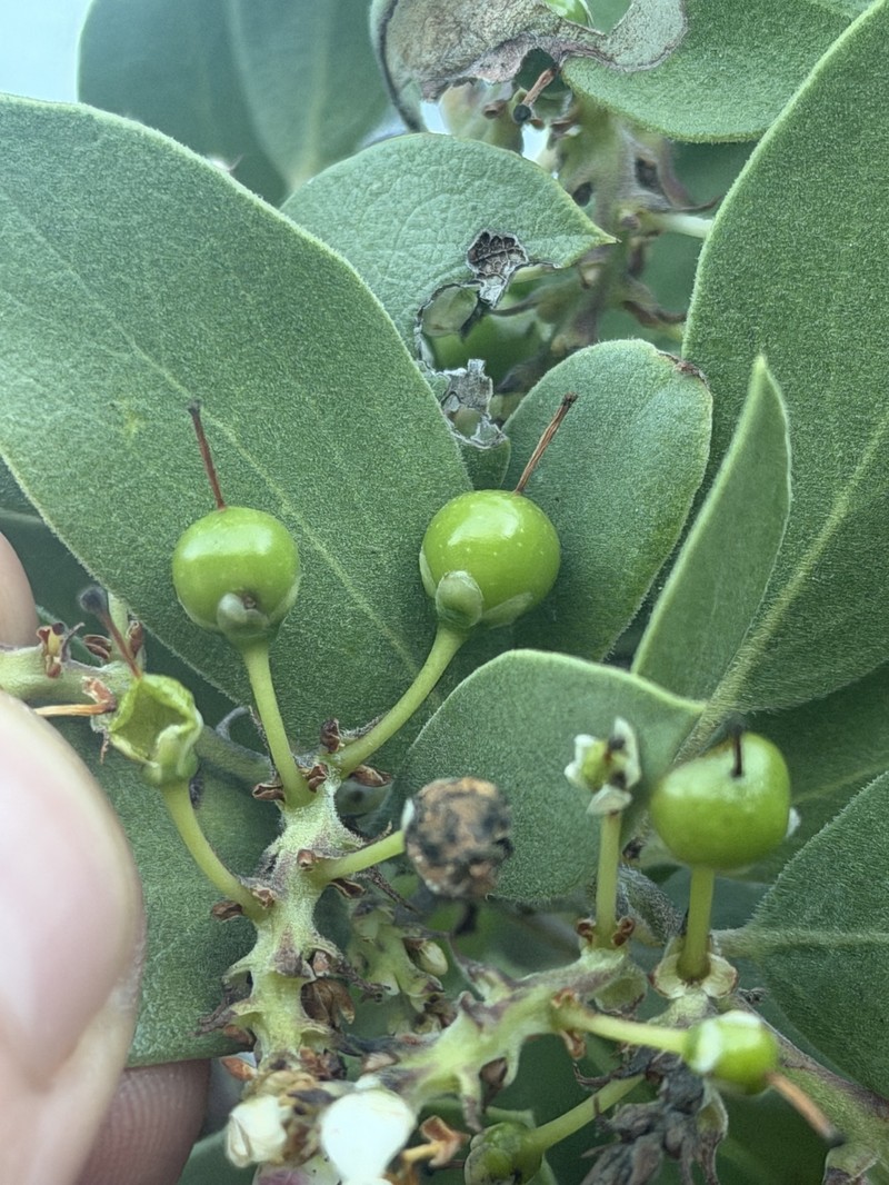 Arctostaphylos manzanita subsp. manzanita photo 2