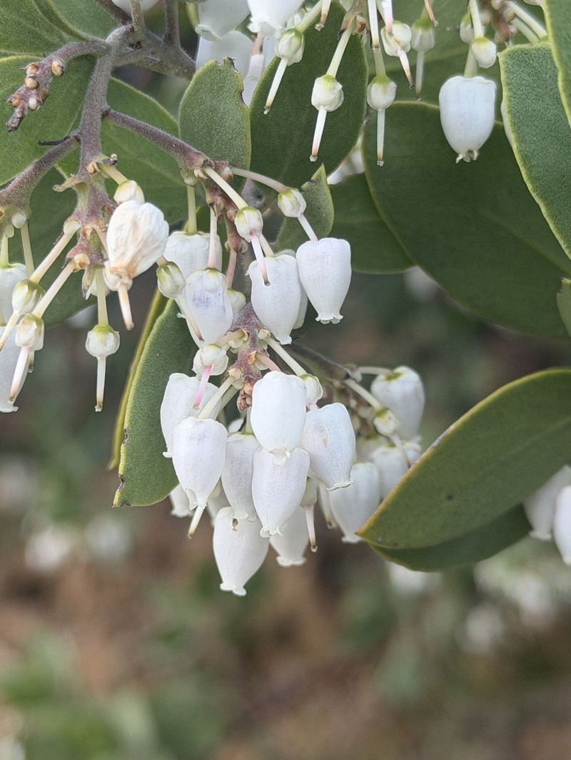 Arctostaphylos manzanita subsp. manzanita photo 3