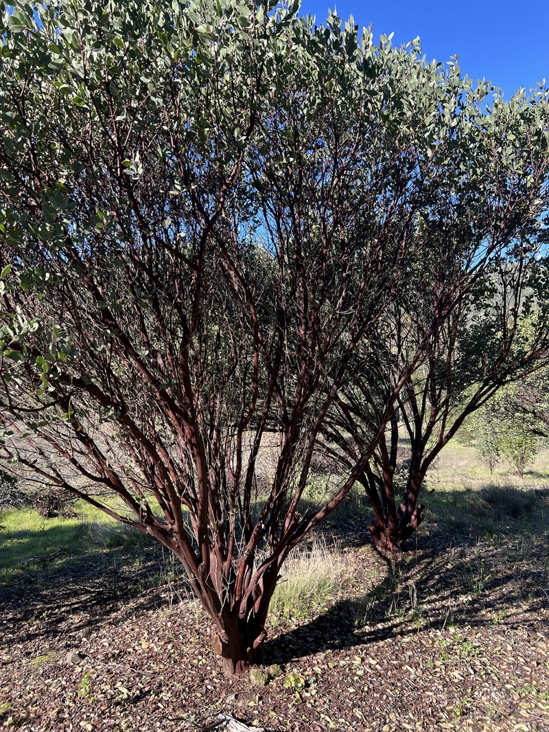 Arctostaphylos manzanita subsp. manzanita photo 4