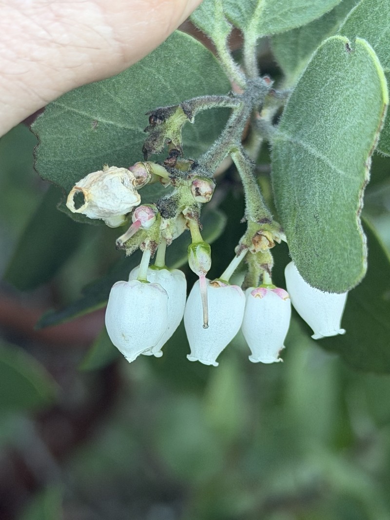 Arctostaphylos manzanita subsp. manzanita photo 5