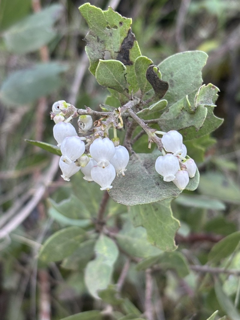 Arctostaphylos manzanita subsp. manzanita photo 6