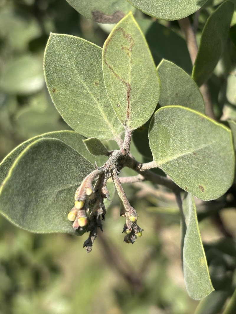 Arctostaphylos manzanita subsp. manzanita photo 7