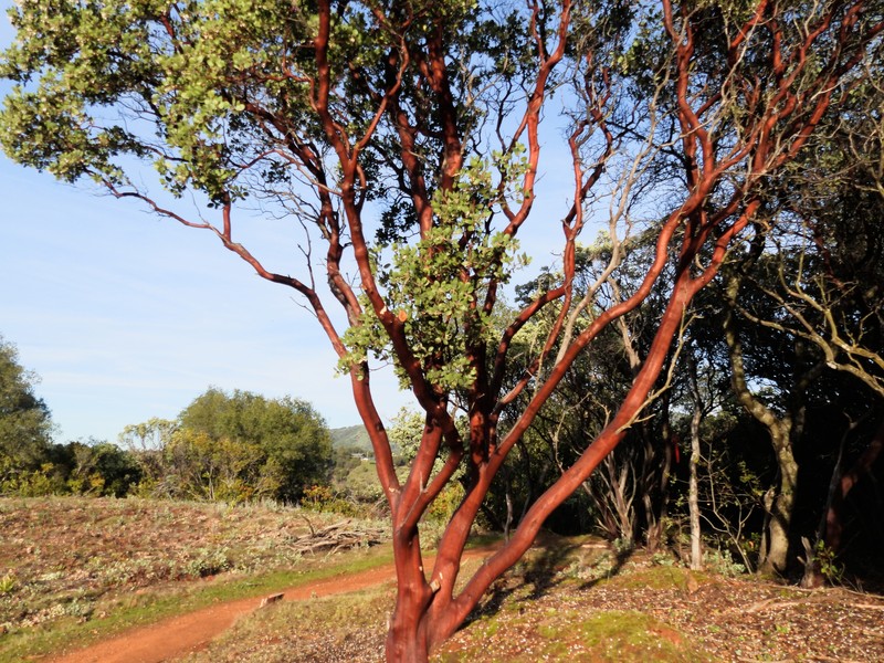 Arctostaphylos manzanita subsp. manzanita photo 8