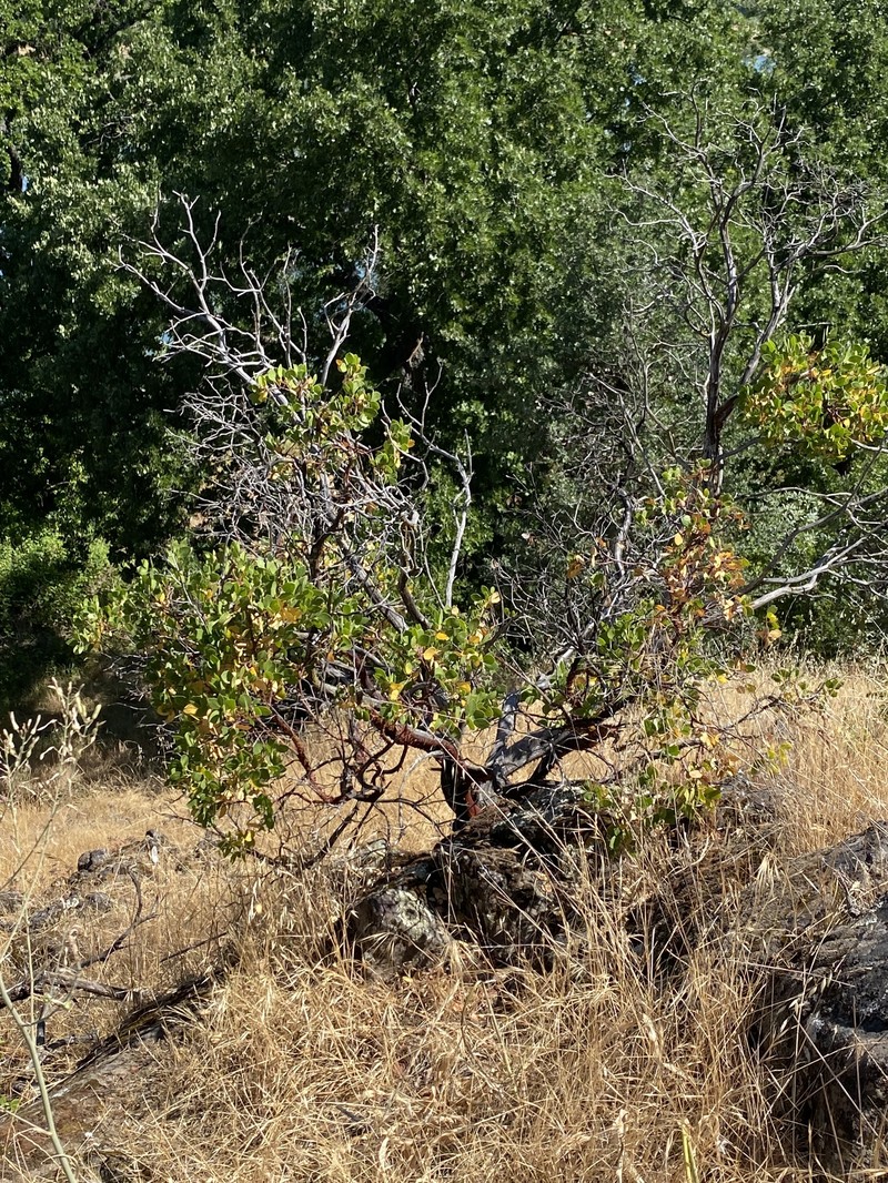 Arctostaphylos manzanita subsp. roofii