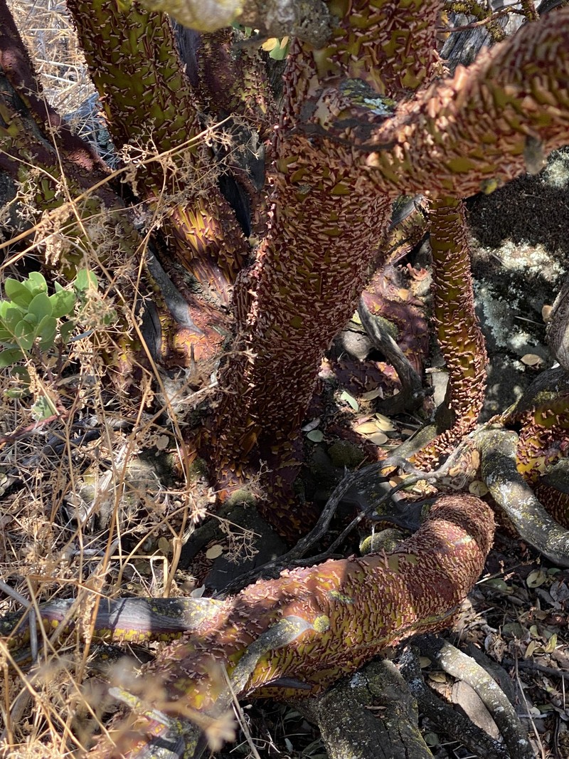 Arctostaphylos manzanita subsp. roofii photo 2