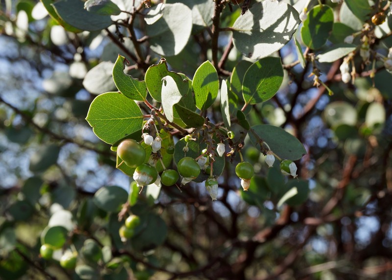 Arctostaphylos manzanita subsp. roofii photo 3