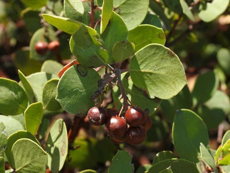 Arctostaphylos manzanita subsp. roofii photo 4