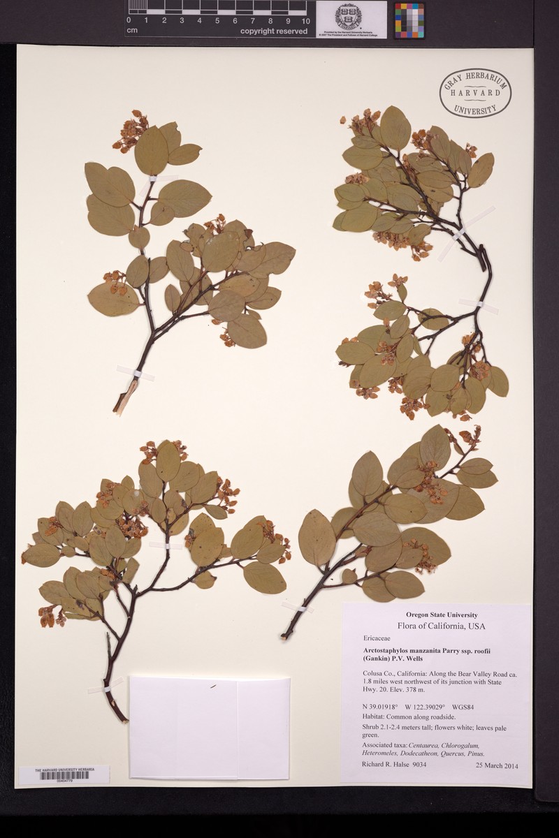 Arctostaphylos manzanita subsp. roofii photo 5