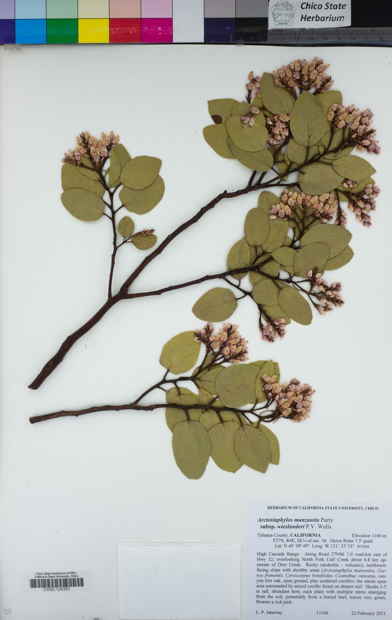 Arctostaphylos manzanita subsp. wieslanderi photo 3