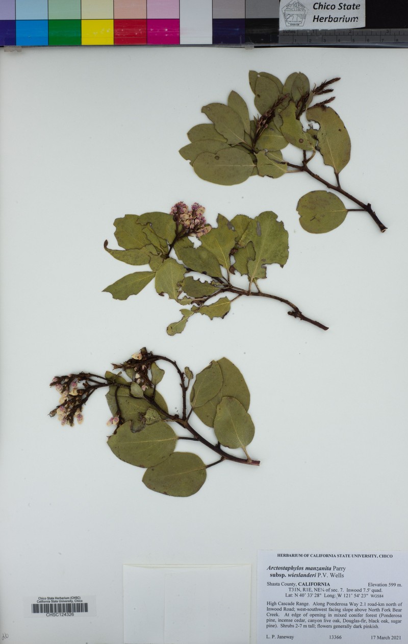 Arctostaphylos manzanita subsp. wieslanderi photo 4