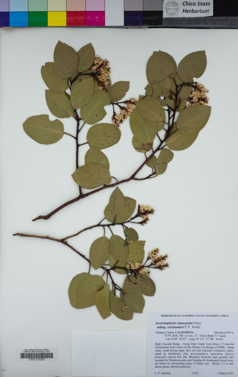 Arctostaphylos manzanita subsp. wieslanderi photo 5