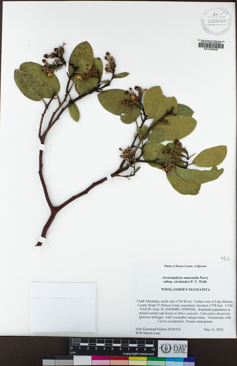 Arctostaphylos manzanita subsp. wieslanderi photo 6