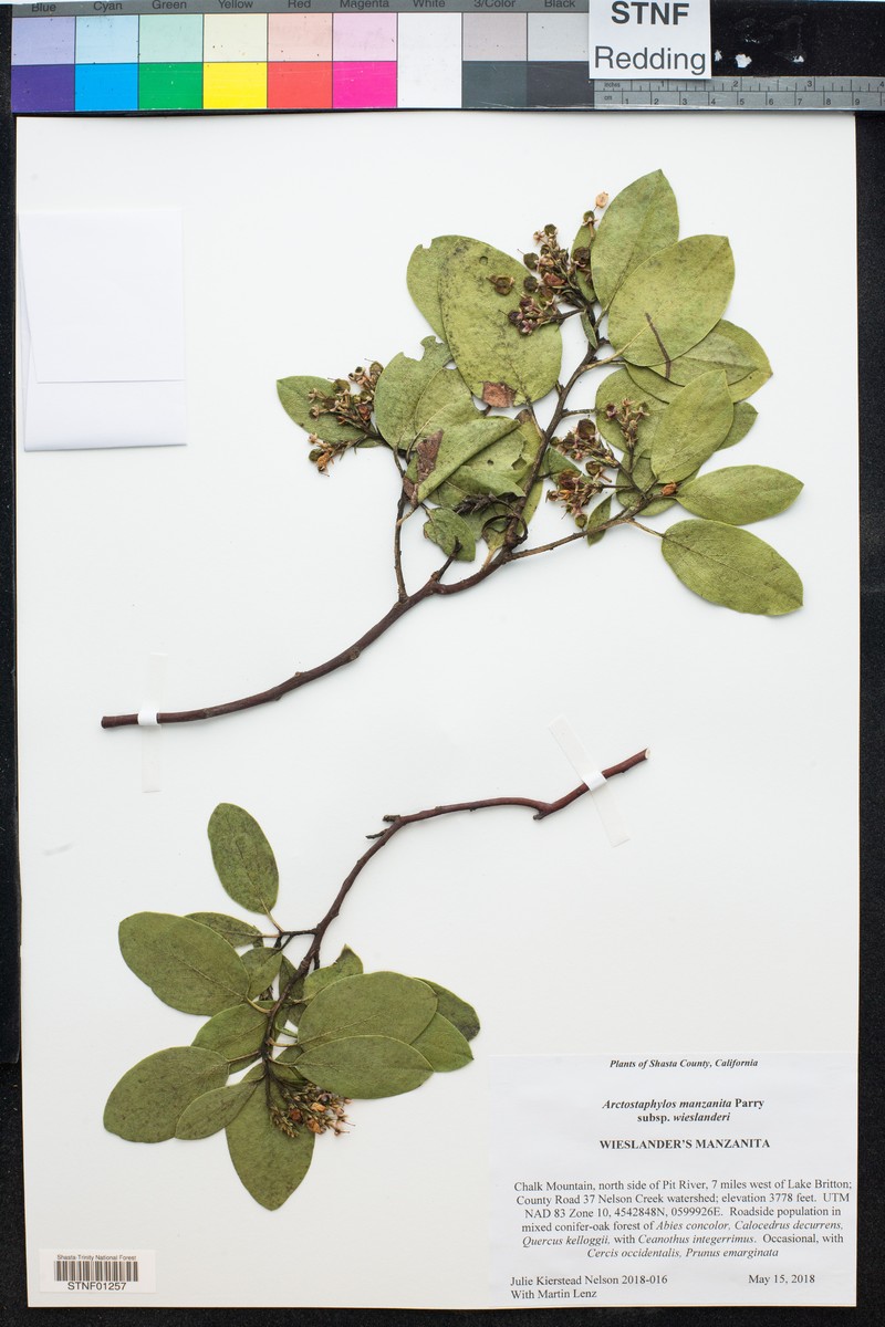 Arctostaphylos manzanita subsp. wieslanderi photo 7
