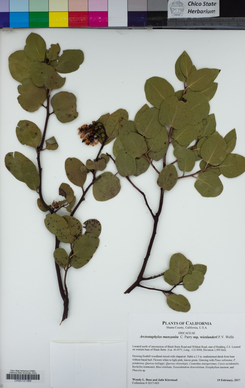 Arctostaphylos manzanita subsp. wieslanderi photo 8