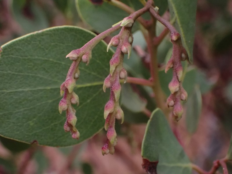 Arctostaphylos manzanita subsp. wieslanderi