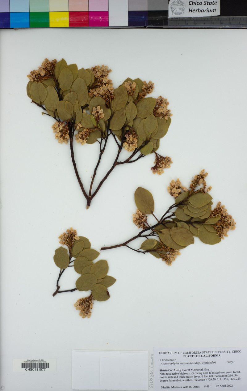 Arctostaphylos manzanita subsp. wieslanderi photo 2