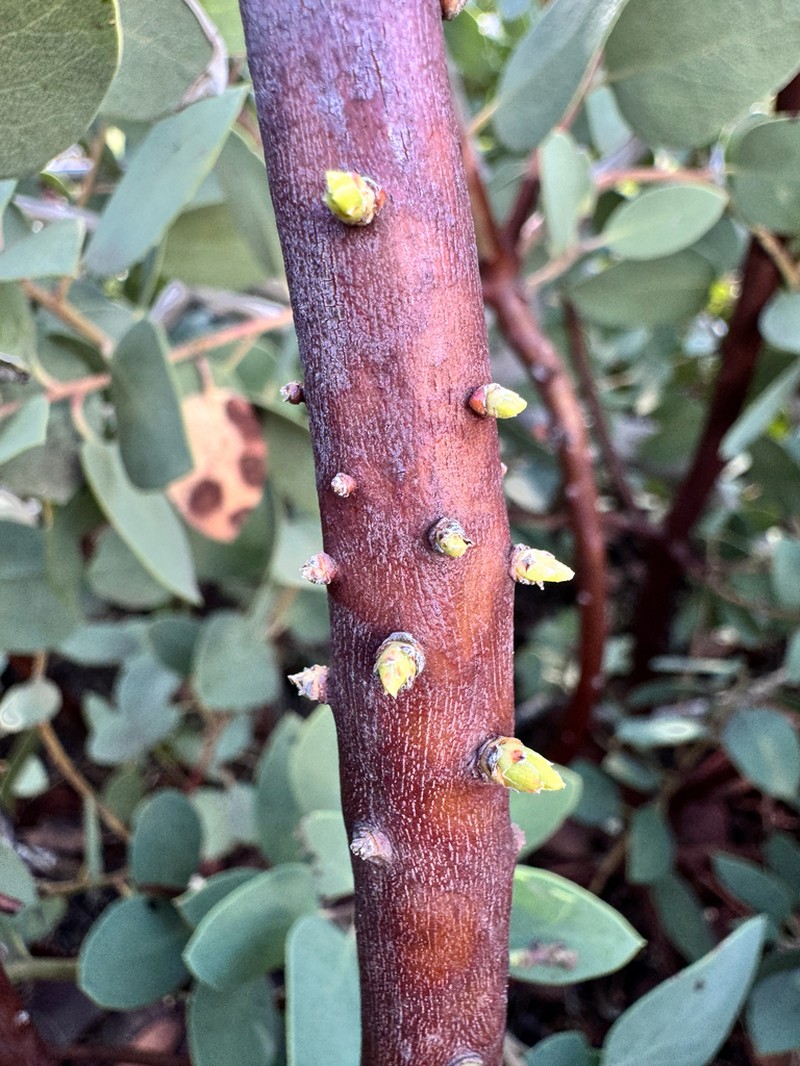 Indian Manzanita