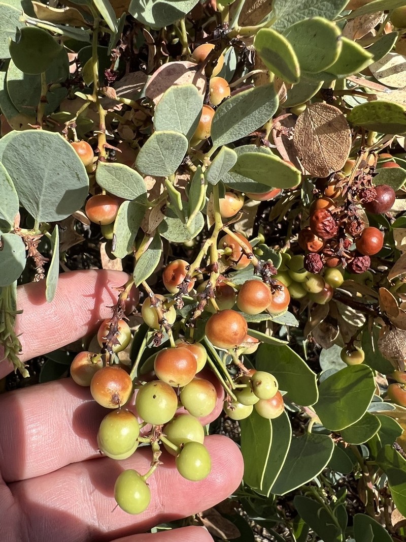 Indian Manzanita photo 2