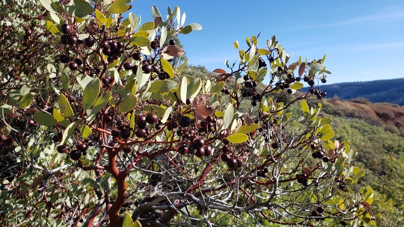 Indian Manzanita photo 3