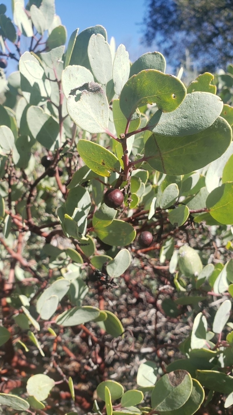 Indian Manzanita photo 4