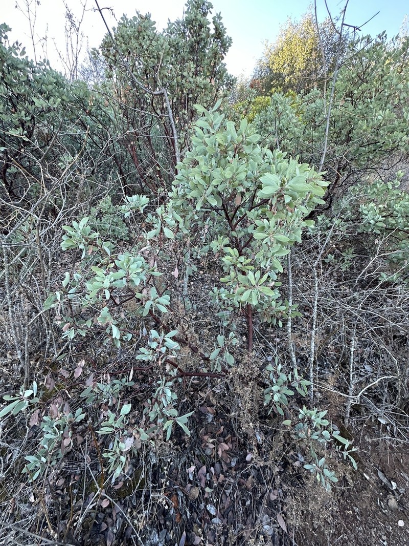 Indian Manzanita photo 5