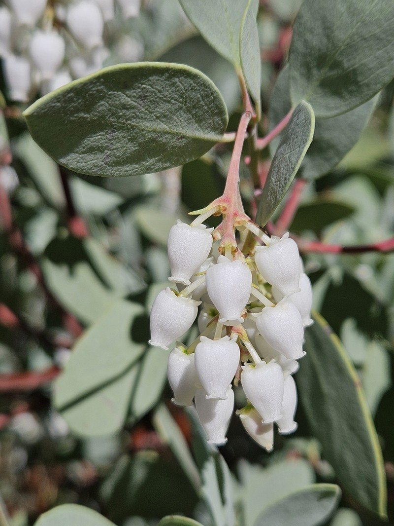 Indian Manzanita photo 6
