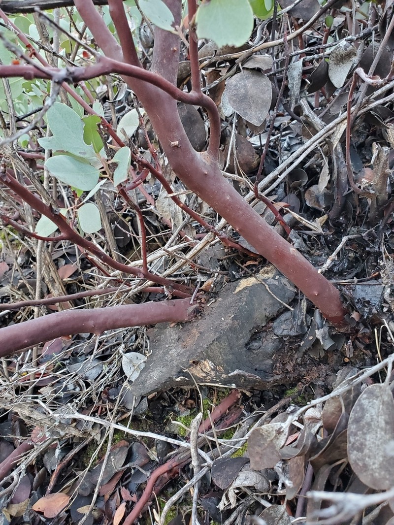 Indian Manzanita photo 7