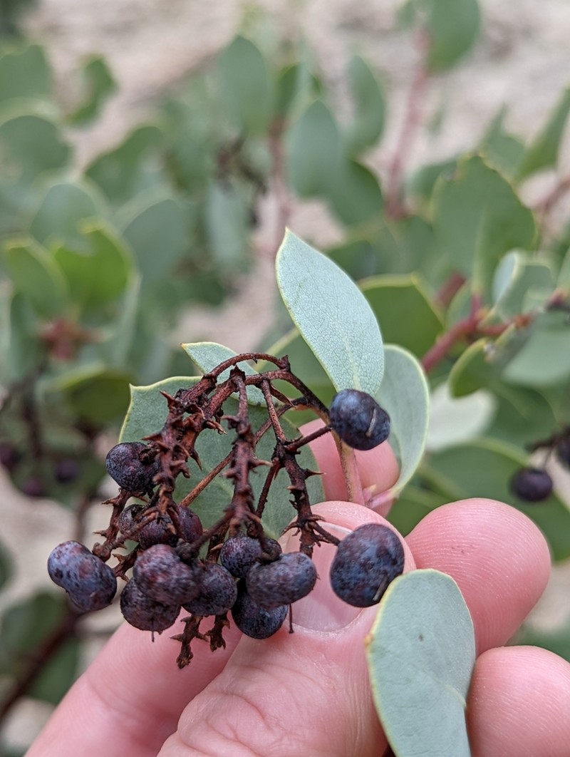 Indian Manzanita photo 8