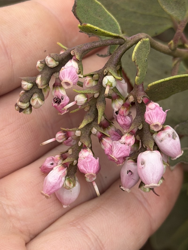 Arctostaphylos mewukka subsp. mewukka