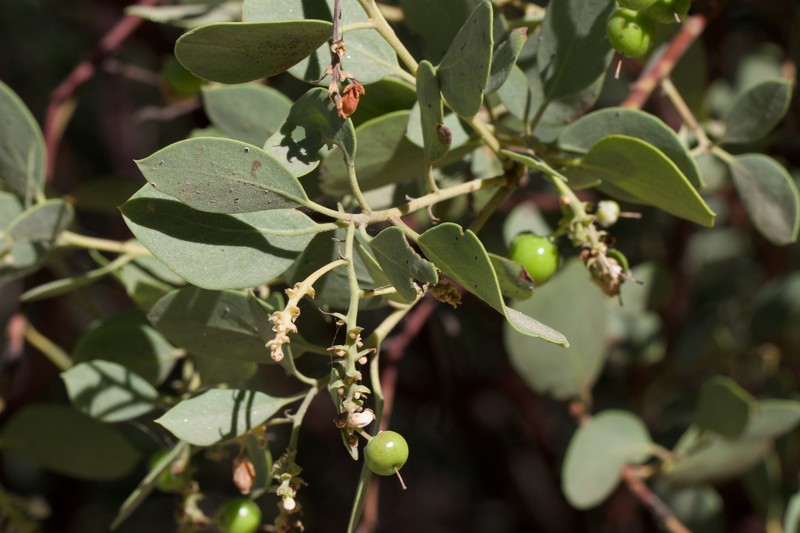 Arctostaphylos mewukka subsp. mewukka photo 2