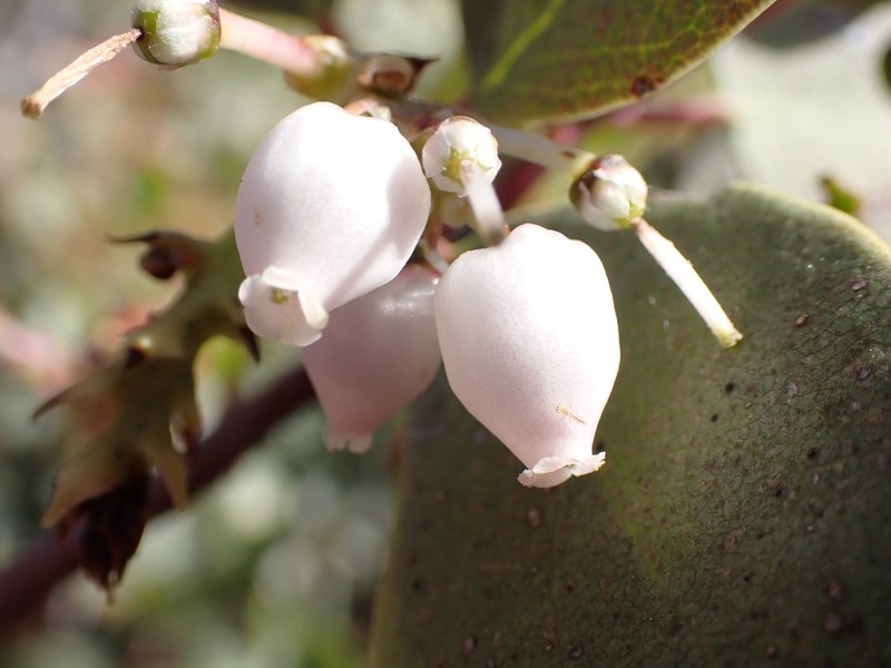Arctostaphylos mewukka subsp. mewukka photo 3