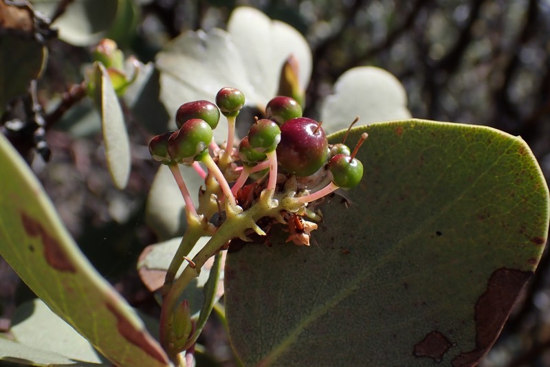 Arctostaphylos mewukka subsp. mewukka photo 4