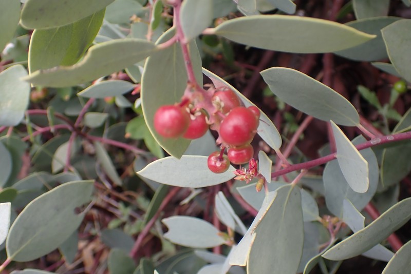 Arctostaphylos mewukka subsp. mewukka photo 5