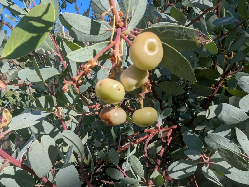 Arctostaphylos mewukka subsp. mewukka photo 6