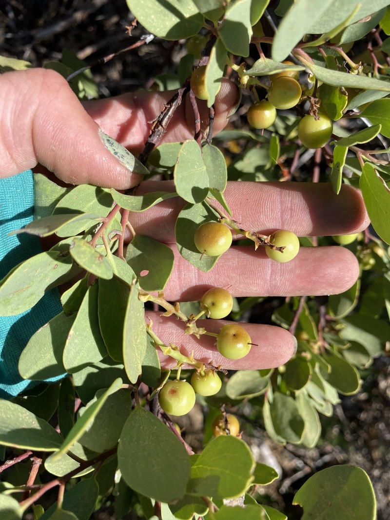 Arctostaphylos mewukka subsp. mewukka photo 7