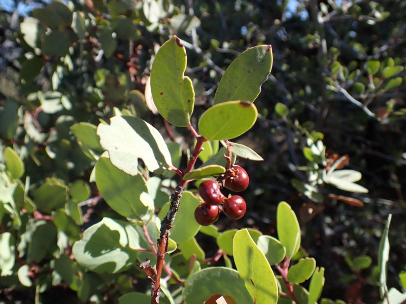 Arctostaphylos mewukka subsp. mewukka photo 8