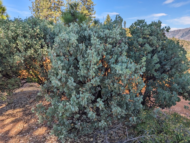Arctostaphylos mewukka subsp. truei