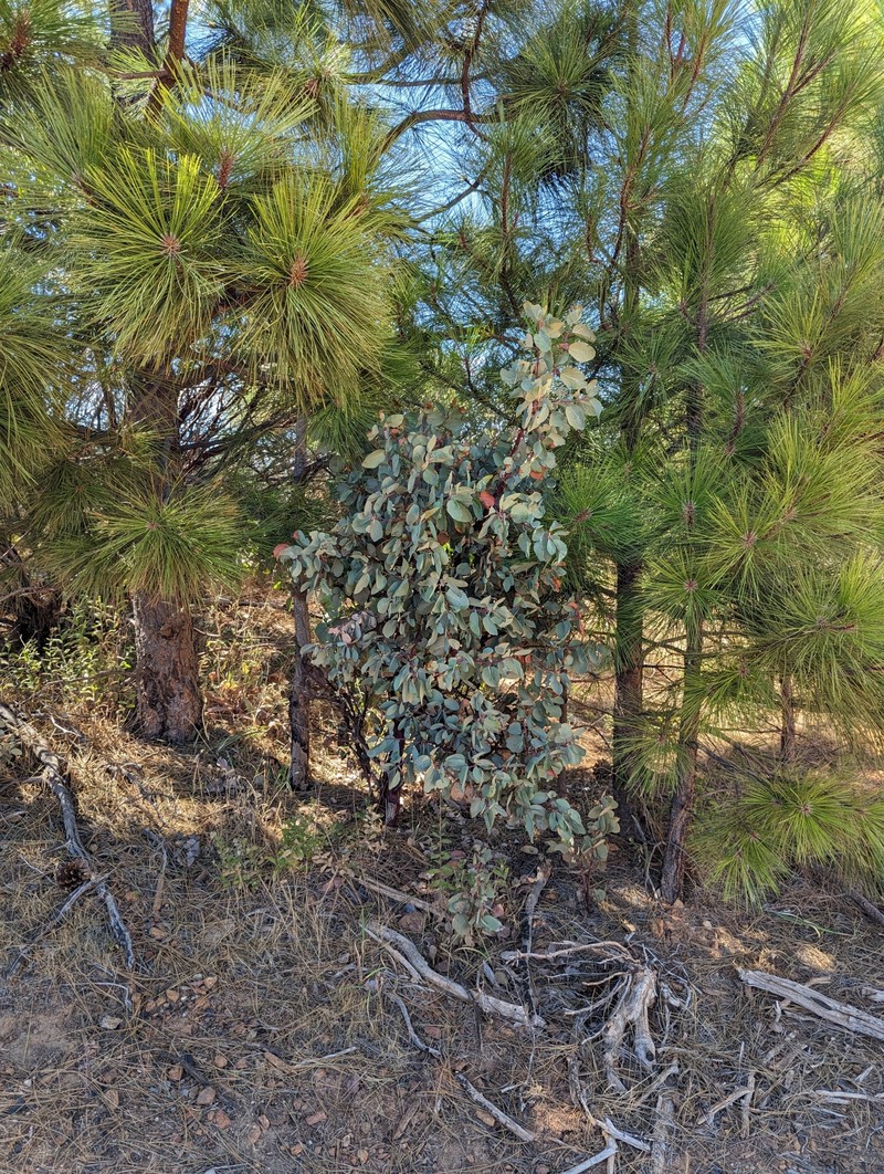 Arctostaphylos mewukka subsp. truei photo 2