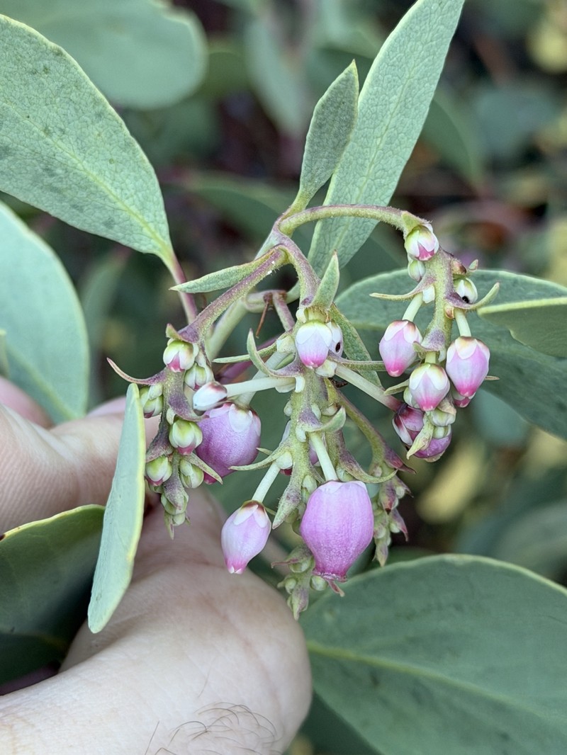 Arctostaphylos mewukka subsp. truei photo 3