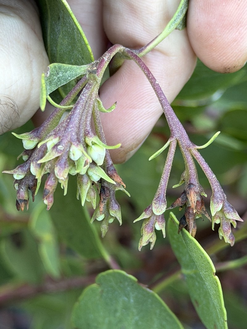 Arctostaphylos mewukka subsp. truei photo 4