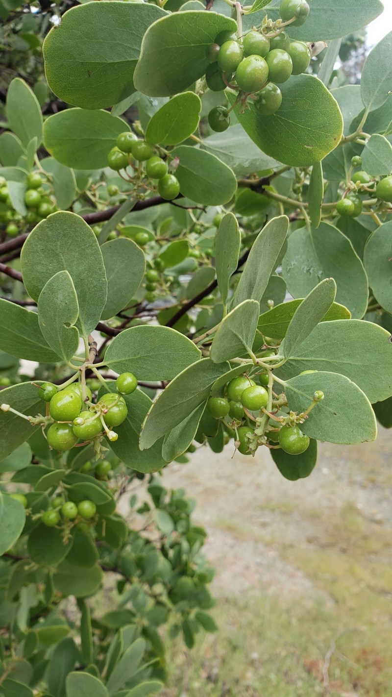Arctostaphylos mewukka subsp. truei photo 5