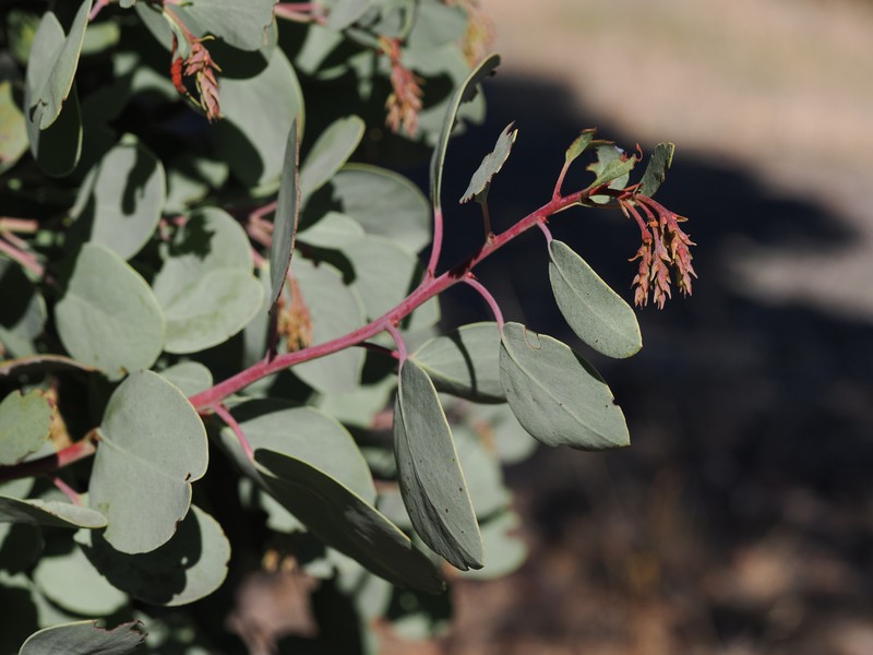 Arctostaphylos mewukka subsp. truei photo 6